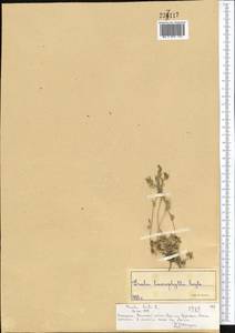 Draba lasiophylla Royle, Middle Asia, Northern & Central Tian Shan (M4) (Kazakhstan)
