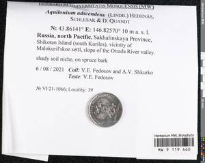 Aquilonium adscendens (Lindb.) Hedenäs, Schlesak & D. Quandt, Bryophytes, Bryophytes - Russian Far East (excl. Chukotka & Kamchatka) (B20) (Russia)