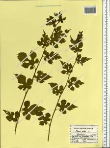Morus alba L., Eastern Europe, Central forest-and-steppe region (E6) (Russia)