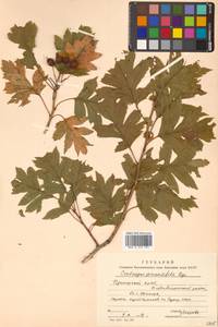 Crataegus pinnatifida Bunge, Siberia, Russian Far East (S6) (Russia)