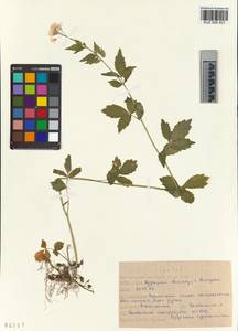 KUZ 005 421, Cardamine macrophylla Willd., Siberia, Altai & Sayany Mountains (S2) (Russia)