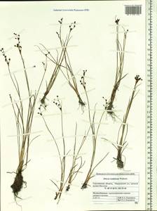 Juncus alpinoarticulatus subsp. rariflorus (Hartm.) Holub, Siberia, Russian Far East (S6) (Russia)