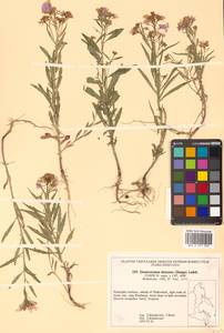 Dontostemon dentatus (Bunge) C. A. Mey. ex Ledeb., Siberia, Russian Far East (S6) (Russia)