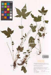 Filipendula glaberrima (Nakai) Nakai, Siberia, Russian Far East (S6) (Russia)