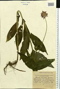 Knautia dipsacifolia (Host) Kreutzer, Eastern Europe, West Ukrainian region (E13) (Ukraine)