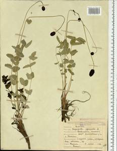 Sanguisorba officinalis L., Siberia, Yakutia (S5) (Russia)