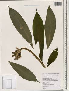 Hellenia speciosa (J.Koenig) S.R.Dutta, South Asia, South Asia (Asia outside ex-Soviet states and Mongolia) (ASIA) (Vietnam)