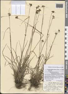 Luzula multiflora subsp. frigida (Buchenau) V. I. Krecz., Eastern Europe, Northern region (E1) (Russia)