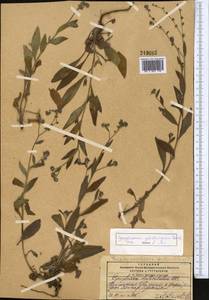 Paracynoglossum glochidiatum (Benth.) Valdés, Middle Asia, Pamir & Pamiro-Alai (M2) (Kyrgyzstan)