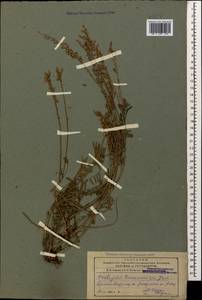 Onobrychis transcaucasica Grossh., Caucasus, Armenia (K5) (Armenia)