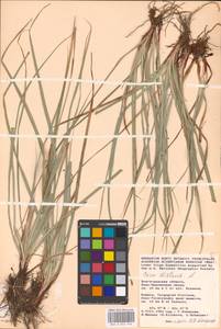 Carex distans L., Eastern Europe, Rostov Oblast (E12a) (Russia)