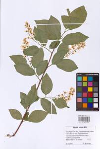 Prunus padus L., Eastern Europe, Eastern region (E10) (Russia)