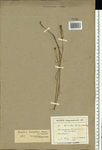 Dianthus pallens M. Bieb., Eastern Europe, South Ukrainian region (E12) (Ukraine)