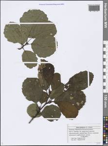 Alnus glutinosa (L.) Gaertn., Eastern Europe, Middle Volga region (E8) (Russia)