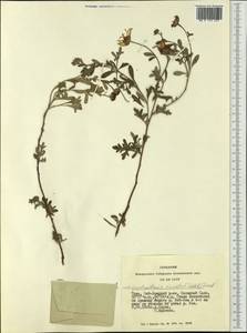 Chrysanthemum sinuatum Ledeb., Siberia, Altai & Sayany Mountains (S2) (Russia)