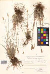 Koeleria asiatica Domin, Siberia, Chukotka & Kamchatka (S7) (Russia)
