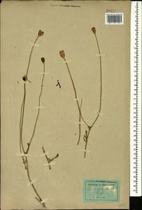 Papaver arenarium M. Bieb., Caucasus, Dagestan (K2) (Russia)