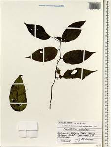 Perrottetia alpestris, South Asia, South Asia (Asia outside ex-Soviet states and Mongolia) (ASIA) (Indonesia)
