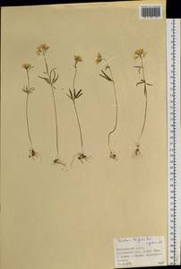 Cardamine tenuifolia Hook., Siberia, Central Siberia (S3) (Russia)