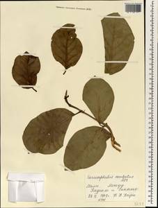 Nauclea latifolia Sm., Africa (AFR) (Mali)