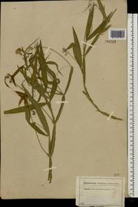 Lathyrus sylvestris L., Eastern Europe, Central region (E4) (Russia)