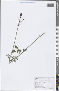 Sanguisorba officinalis L., Eastern Europe, Eastern region (E10) (Russia)