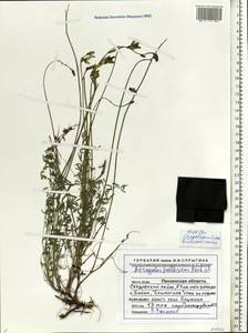 Astragalus pallescens Bieb., Eastern Europe, Middle Volga region (E8) (Russia)
