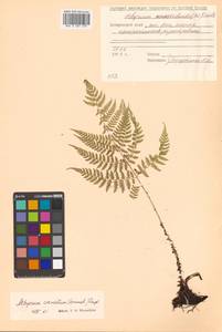 Diplazium sibiricum (Turcz. ex Kunze) Sa.Kurata, Siberia, Russian Far East (S6) (Russia)