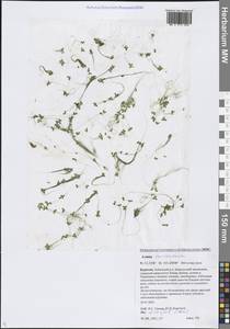 Lemna turionifera Landolt, Siberia, Baikal & Transbaikal region (S4) (Russia)
