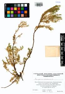 Juniperus communis L., Siberia, Western Siberia (S1) (Russia)