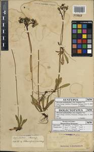 Pilosella floribunda (Wimm. & Grab.) Fr., Eastern Europe, Moscow region (E4a) (Russia)