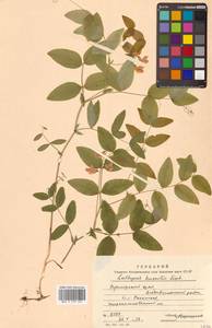 Lathyrus humilis (Ser.) Fisch. ex Spreng., Siberia, Russian Far East (S6) (Russia)