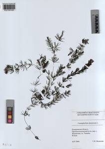 KUZ 003 823, Ceratophyllum demersum L., Siberia, Altai & Sayany Mountains (S2) (Russia)