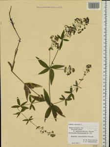 Galium rubioides L., Eastern Europe, Volga-Kama region (E7) (Russia)