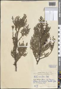 Platycladus orientalis (L.) Franco, South Asia, South Asia (Asia outside ex-Soviet states and Mongolia) (ASIA) (China)