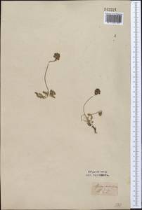 Oxytropis lapponica (Wahlenb.)Gay, Middle Asia, Syr-Darian deserts & Kyzylkum (M7) (Uzbekistan)
