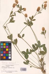 Trifolium montanum L., Eastern Europe, North-Western region (E2) (Russia)