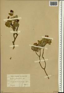 Hypericum cardiophyllum Boiss., South Asia, South Asia (Asia outside ex-Soviet states and Mongolia) (ASIA) (Turkey)