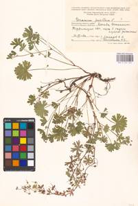 Geranium pusillum L., Eastern Europe, Moscow region (E4a) (Russia)