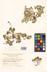 Sedum hispanicum L., Eastern Europe, Moscow region (E4a) (Russia)