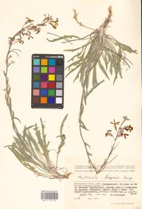 Matthiola fragrans (Fisch.) Bunge, Eastern Europe, Lower Volga region (E9) (Russia)