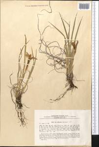 Iris ruthenica subsp. brevituba (Maxim.) Doronkin, Middle Asia, Northern & Central Tian Shan (M4) (Kazakhstan)