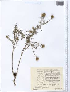 Centaurea borysthenica Gruner, Eastern Europe, Volga-Kama region (E7) (Russia)