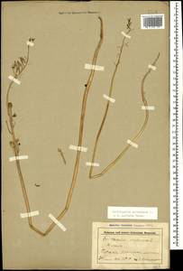 Ornithogalum pyrenaicum L., Caucasus, Stavropol Krai, Karachay-Cherkessia & Kabardino-Balkaria (K1b) (Russia)