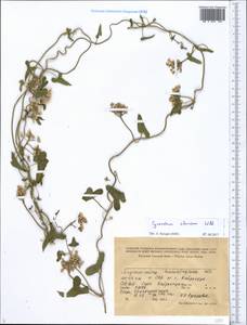 Cynanchum acutum subsp. sibiricum (Willd.) Rech. fil., Middle Asia, Syr-Darian deserts & Kyzylkum (M7) (Tajikistan)