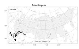 Trinia hispida Hoffm., Atlas of the Russian Flora (FLORUS) (Russia)