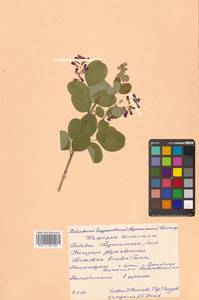 Lespedeza bicolor Turcz., Siberia, Russian Far East (S6) (Russia)