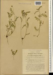 Astragalus asterias Steven, Caucasus, Georgia (K4) (Georgia)