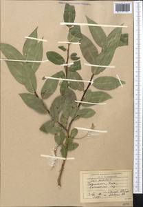 Salix pentandra L., Middle Asia, Pamir & Pamiro-Alai (M2) (Tajikistan)