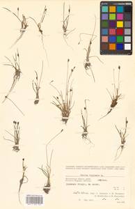 Juncus biglumis L., Siberia, Chukotka & Kamchatka (S7) (Russia)